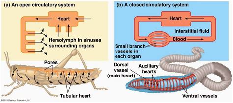 Image Result For Closed And Open Circulatory System Circulatory