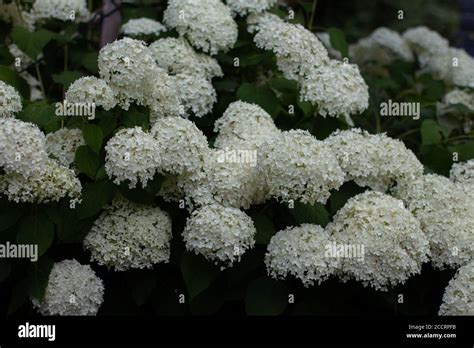 Flowers Of A White Blooming Hydrangea Stock Photo Alamy
