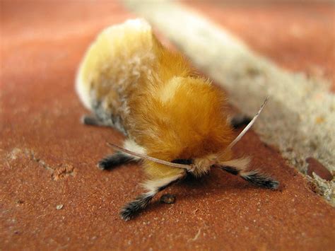 Southern Flannel Moth Caterpillar To Moth Dfw Urban Wildlife