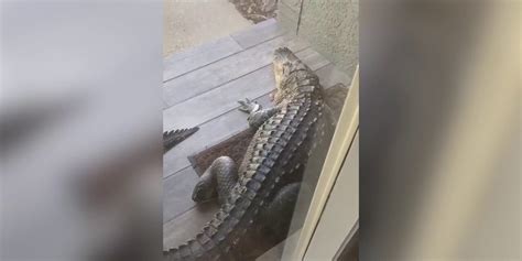 Florida Alligator Blocks Mans Front Door Fox News Video
