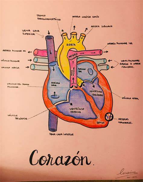 El Corazón Anatomía Médica Anatomía Anatomía Del Corazón