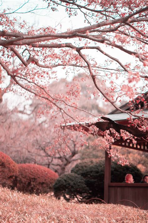 Japanese Sakura Trees Wallpapers Top Free Japanese