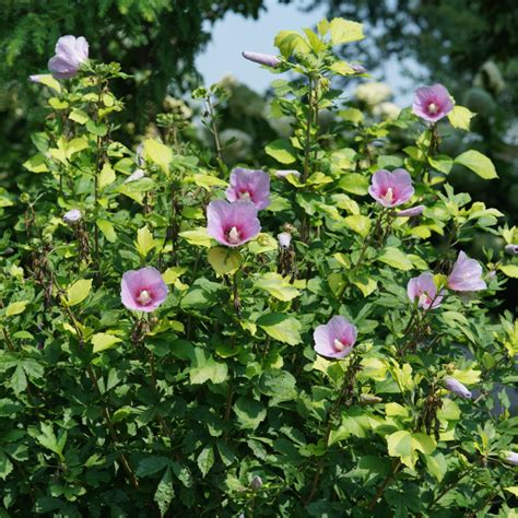 paraplu adorned rose of sharon spring meadow wholesale liners spring meadow nursery