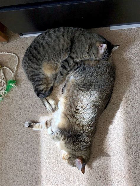 12 Cute Photos Of Cats Napping Together In Weird Positions Viral Cats