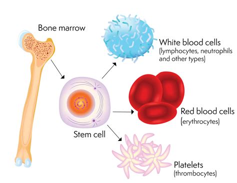 The Life Saving Potential Of Stem Cell Therapy