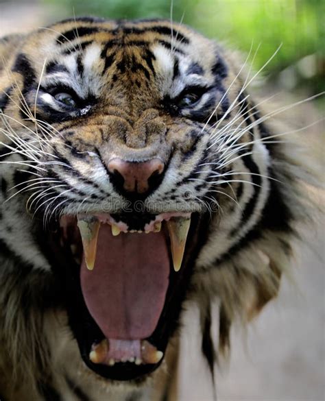 The Face Of A Sumatran Tiger That Looks Fierce Stock Photo Image Of