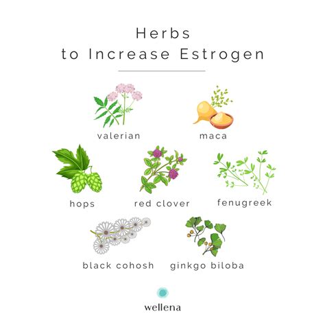 Herbs To Increase Estrogen Healing Herbs Medicinal Herbs How To Boost Estrogen Naturally