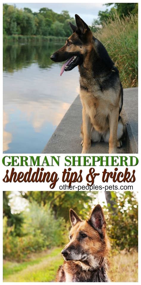 How Many Types Of German Shepherds Are There Shepherd
