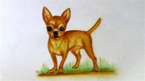 Chihuahua Drawing At Getdrawings Free Download