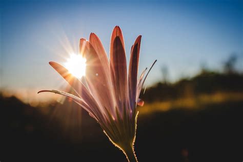 Sunlight Shining Between Petals Of A Flower Image Free Stock Photo