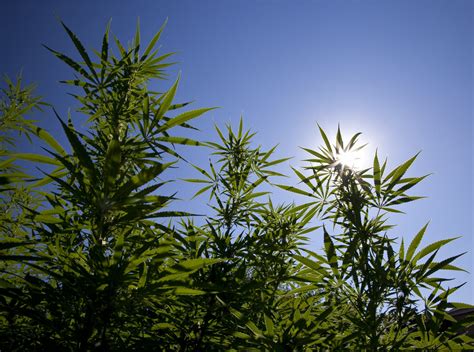 Marijuana Stock Report: Pot Stocks Fall Flat Despite ...