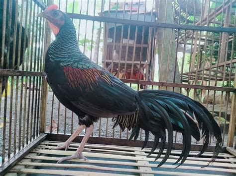 mengenal 4 jenis ayam hutan langka dan unik ayam hias indonesia