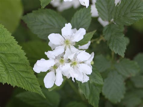 Maryland Biodiversity Project Pennsylvania Blackberry Rubus