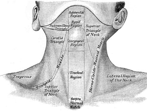 Neck Anatomy With Labels Anatomy System Human Body Anatomy Diagram