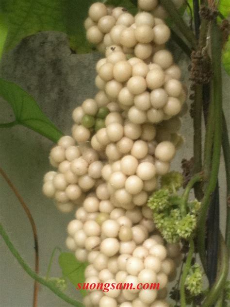 Posts tagged how to grow suong sam plant video recipe: giong suong sam, hat giong suong sam, cay suong sam, suong sam