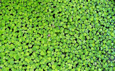 Duck Weed Floating Pond Plant Per Scoop