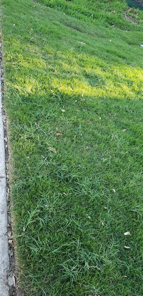 What is the best fertilizer for zoysia grass? How should I remove Bermuda from zeon zoysia | LawnSite™ is the largest and most active online ...
