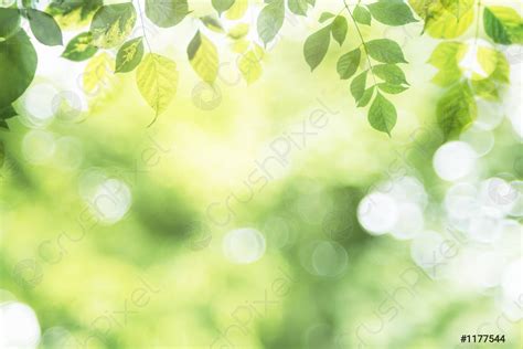Natural Green Background With Selective Focus Green Leaf On Blurred