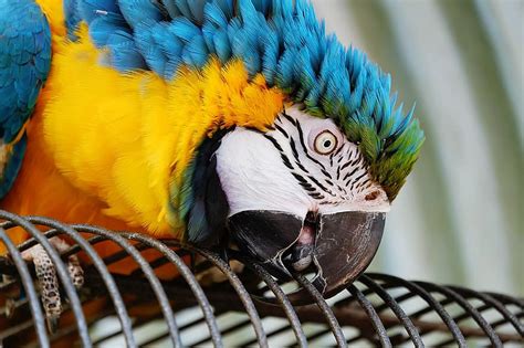 Ara Parrot Yellow Macaw Bird Animal Colorful Exotic Tropical