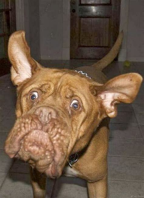 Funny Dog Faces Pictures