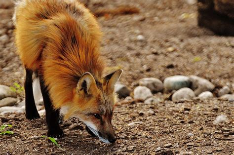 Free Images Nature Sweet Cute Portrait Predator Fauna Red Fox