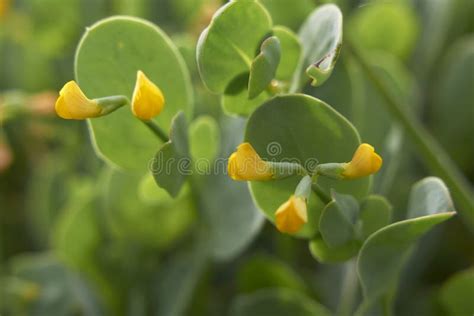 Coronilla Scorpioides Wild Plant Shot In The Spring Stock Photo