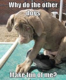 Aint Nothin But A Hound Dog I Has A Hotdog Dog Pictures Funny