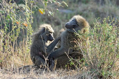 Olive Baboon Female Grooming Male Stock Image Z9100227 Science Photo Library