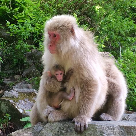 They live in the coldest weather conditions of any other primate, and. Jigokudani Monkey Park | SNOW MONKEY RESORTS