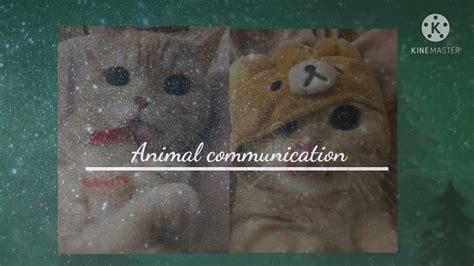 Animal And Plant Communication Subliminal Youtube
