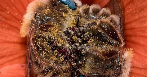 Two Bees Sleeping In A Globe Mallow Flower Imgur
