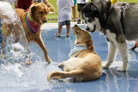 Top 12 Dog Parks In Gold Coast Pups4sale