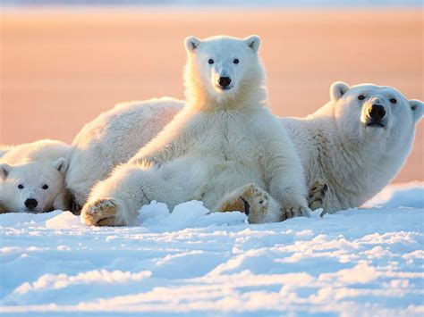 Da gấu bắc cực màu gì Lông màu gì Tầm quan trọng của gấu Bắc cực