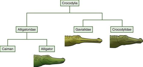 Alligator Vs Crocodile Vs Caiman Vs Gharial The Jaws Of Crocodiles