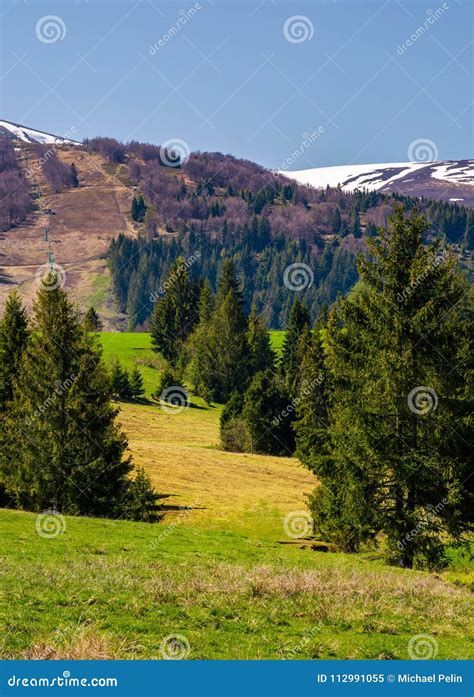 Spruce Forest On The Grassy Hills In The Valley Stock Image Image Of