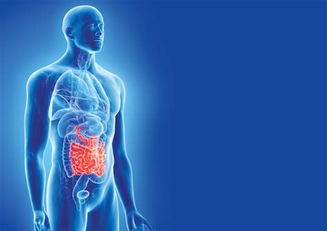 Le Systeme Digestif Vr Uu Digestive System B Scientific Images