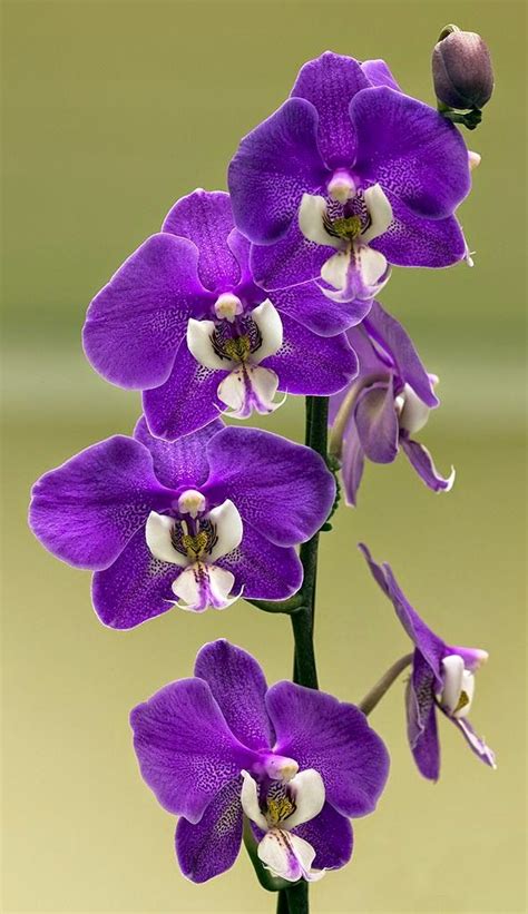 Moth Orchid Phalaenopsis Hilo Lip Catnip Backyards Click Purple