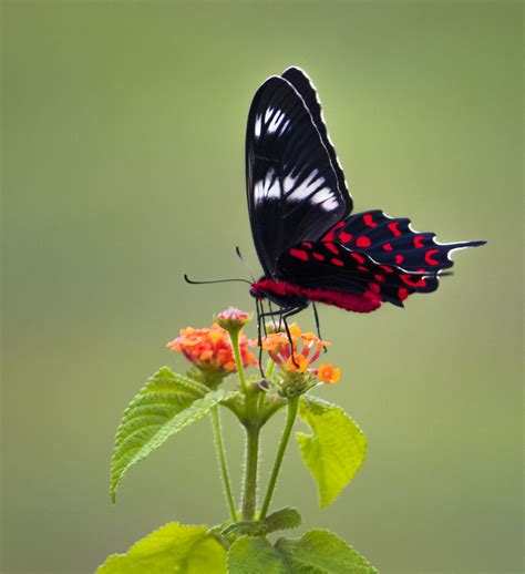 Filecrimson Rose Butterfly Wikimedia Commons