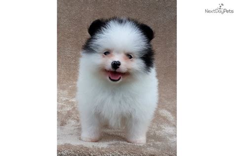 Available at scarlet's fancy poodles in california. Teddy Bear: Pomeranian puppy for sale near South Florida ...