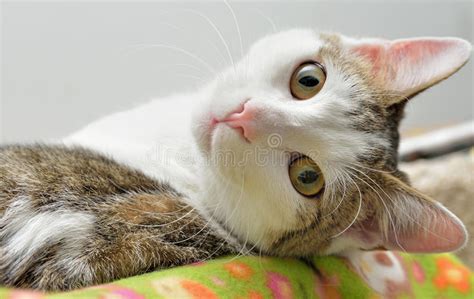 Cute Cat Laying Down Stock Photo Image Of Adorable Kitty 29146526