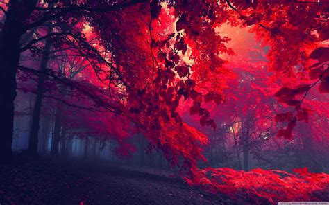 Maybe you would like to learn more about one of these? Red Forest Wallpapers - Top Free Red Forest Backgrounds ...