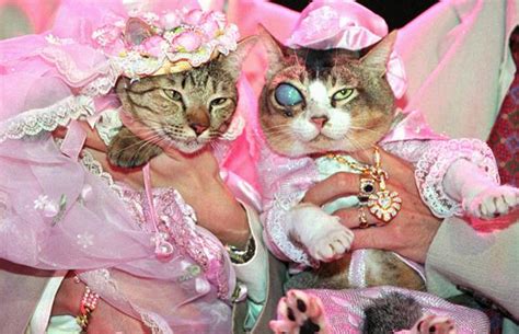 Most Expensive Cat Wedding In The World Held In Thailand 88000