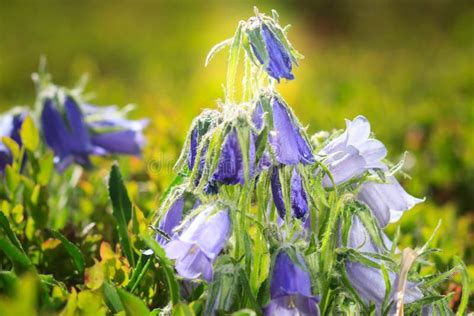 Beautiful Scenery With Blue Bell Flowers In Summer Mountains Campanula