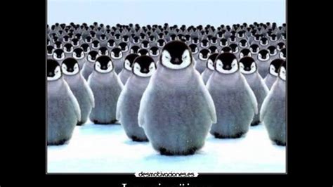 Los Pingüinos Están Enfadados Contigo Youtube