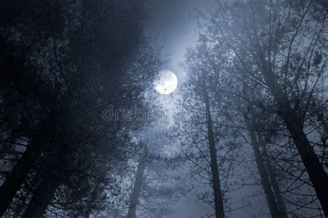 Luna Piena Della Foresta Fotografia Stock Immagine Di Frequentato