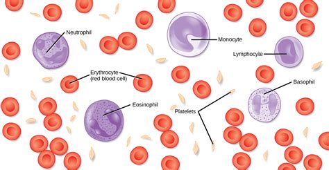 The Role Of Blood In The Body Biology For Majors Ii