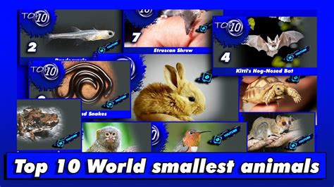 Top 10 Smallest Animals In The World Top 10 Hit Videos Youtube