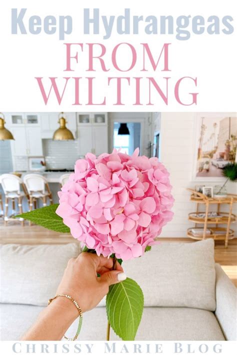 How I Keep Cut Hydrangeas From Wilting Chrissy Marie Blog