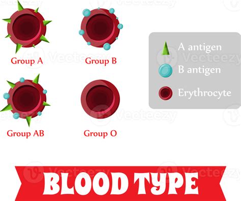 Blood Group Blood Type 35857695 Png