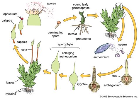 Plant Reproductive System Mosses Gametophytes Sporophytes Britannica